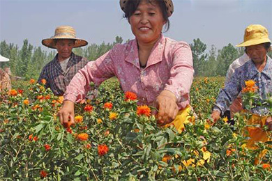 红花栽培技术