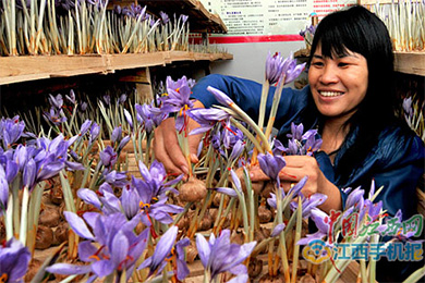 鹰潭余江一妇女主任带动村民致富开创江西种植藏红花先河