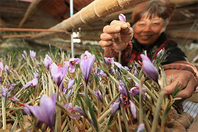 上海崇明成为我国最大藏红花种植地