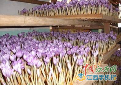 江西省上饶市万年县的藏红花盛开