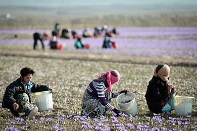 伊历2016年伊朗藏红花出口同比增长60%